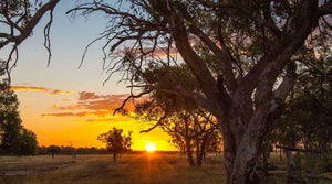 Australian Geographic Travel Guide : Outback Queensland | Australian Geographic | A247 Gear