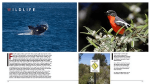 Magnificent Great Ocean Road | Woodslane | A247 Gear