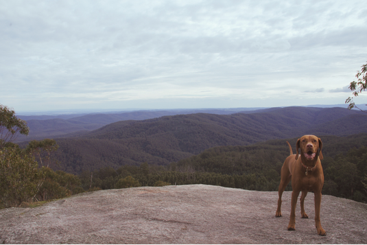 Yarra State Forest: Camping at Starlings Gap