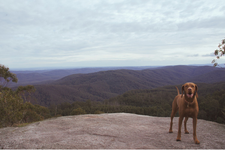 Yarra State Forest: Camping at Starlings Gap