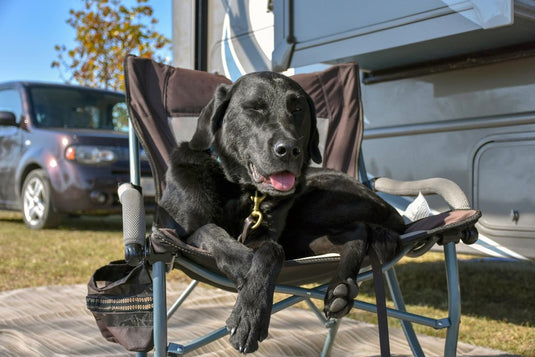 How to camp with dogs - A247 Gear