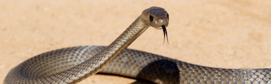 Australian Snake Bites – Your 4 Minute Guide - A247 Gear