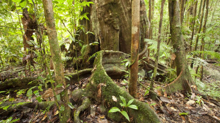 Australian Geographic Travel Guide : Tropical Nth QLD & Great Barrier Reef | Australian Geographic | A247 Gear