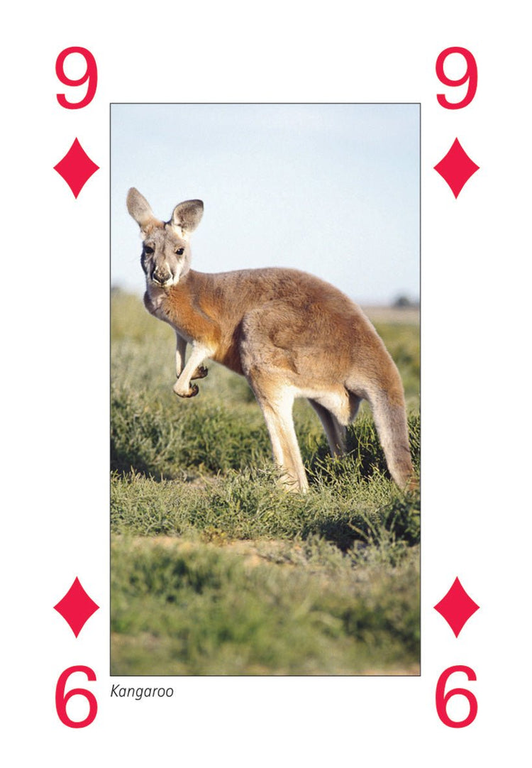 Australian Playing Cards (Carton of 10 Packs) | Hema Maps - Other | A247 Gear